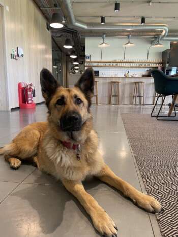Heidi